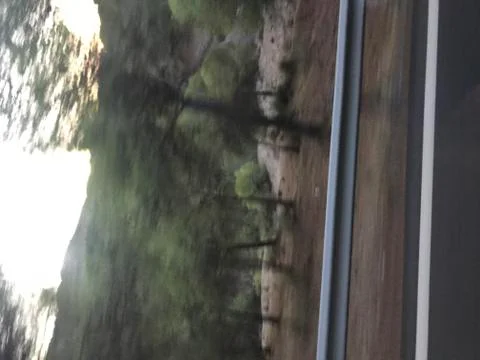 Windy trees from a car window Stock Photos