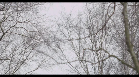 Windy Trees Stock Footage 31988837