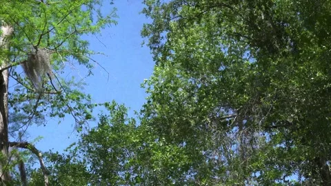 Windy Trees Stock Footage 271369167