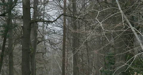 Windy Trees In Gloomy Forest Stock Footage 151837864
