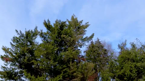 Windy trees over clear sky at sunset in a cold winter afternoon Stock Footage 235594701