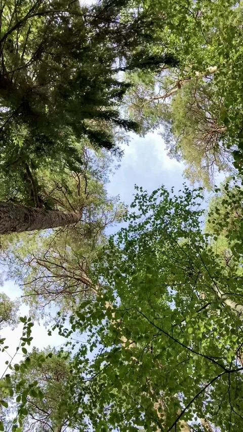 Windy trees overhead Stock Footage 139772830