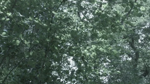 Windy Trees to Path Stock-Footage 65398973