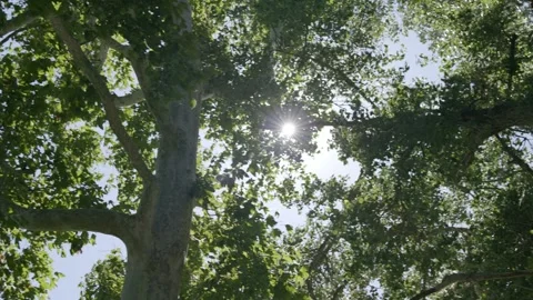 Windy Trees with Sun behind leaves Looking up 02 Stock-Footage 249852768