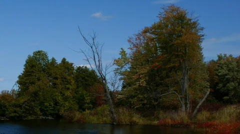 Windy Trees Time Lapse Stock Footage 521401