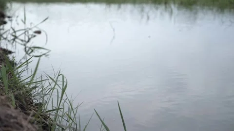 Windy water in the paddy field 動画素材 244148028