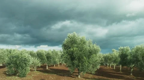 Windy weather and clouds over olive grove in Italy Stock Footage 64128952