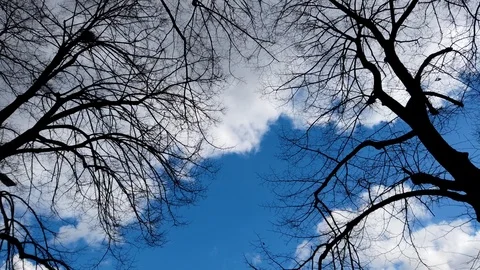 Windy Weather and Trees 库存影片 125906066
