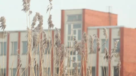 Windy weather with building in the back Stock Footage 10864723