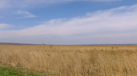 Windy weather. Field of rush, cane, reed. Steppe Stock-Footage 682029