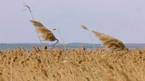 Windy weather. Field of rush, cane, reed. Steppe. Stock Footage