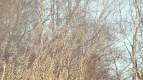 Windy weather Stock Footage 10864718
