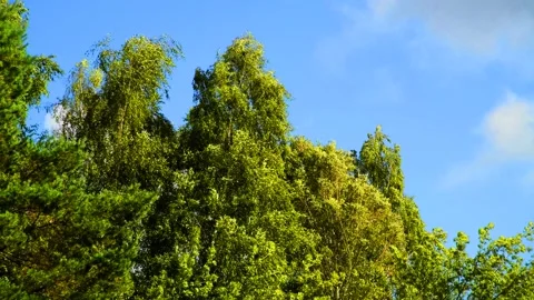Windy weather. Stock Footage 340899149