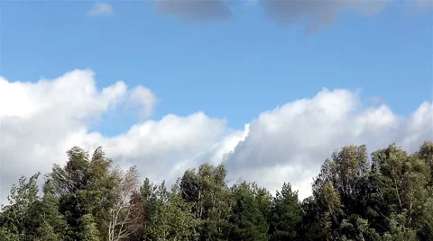 Windy weather in the forest. Stock Footage 67558329
