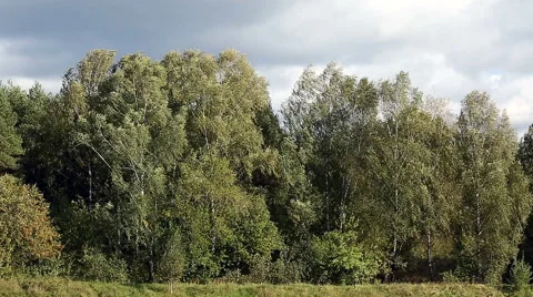 Windy weather in the forest. Stock Footage 67558508