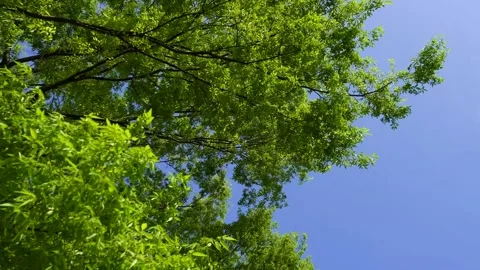 Windy Weather with Powerful Airflow and Moving Vegetation Stock Footage 336767230