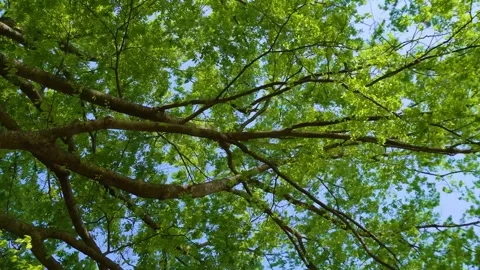 Windy Weather with Powerful Airflow and Moving Vegetation Stock Footage 336767702