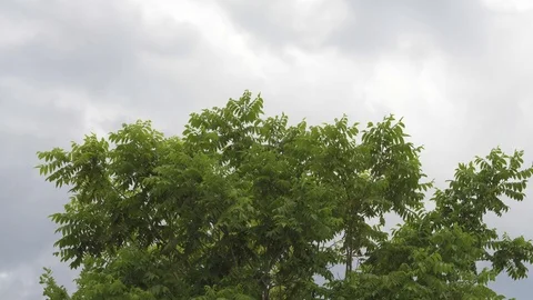 Windy weather before the storm Stock Footage 116309337