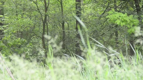 Windy weather in a summer forest. Video stock 155365274