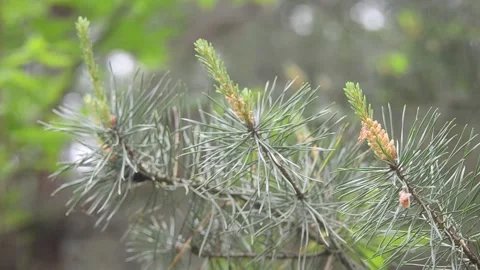 Windy weather in a summer forest. Video stock 155365608