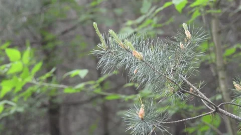 Windy weather in a summer forest. Stock-Footage 155365627