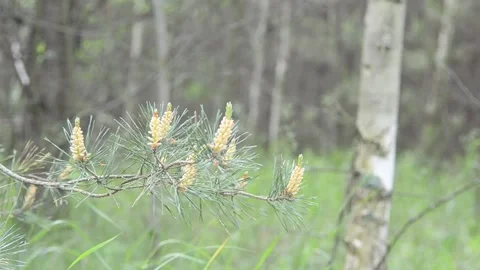 Windy weather in a summer forest. Video stock 155365788