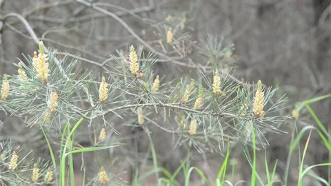 Windy weather in a summer forest. Video stock 155365894