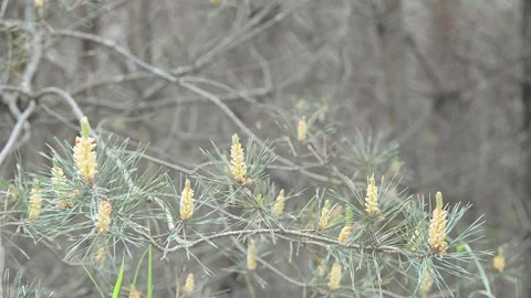Windy weather in a summer forest. Video stock 155365908