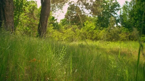 Windy weather in summertime Stock Footage 92044554