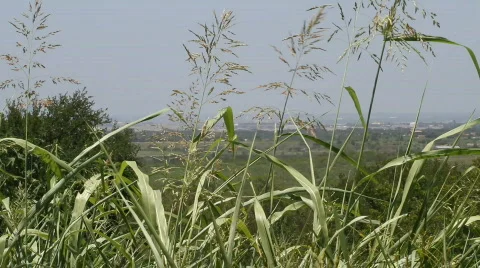 Windy Weeds Stock Footage 793590