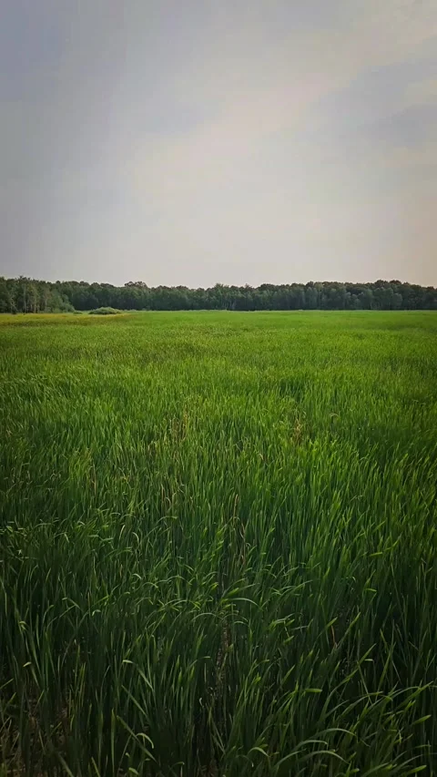 Windy Wetland Marsh with Cattails (Typha) and Distant Tree Line Video with Copy Stock Footage 343321703