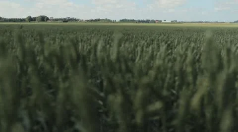 Windy Wheat Field Vídeo Stock 21610000