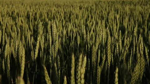Windy wheat field in a sunny day Stock Footage 233144763
