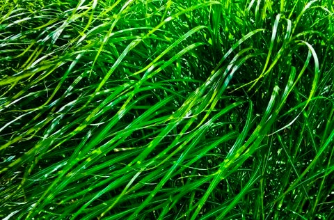 Windy wild grass Stock Photos
