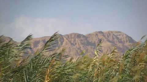 Windy willow and mountain Cliffs Stock Footage 32142924