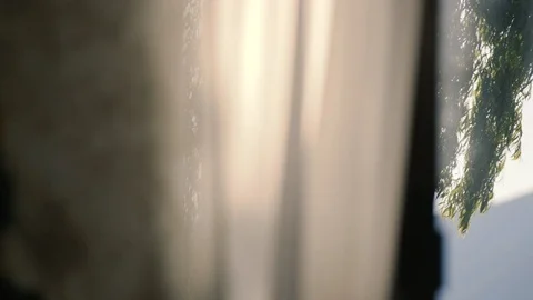 Windy willow tree from the curtain Stock Footage 88327154