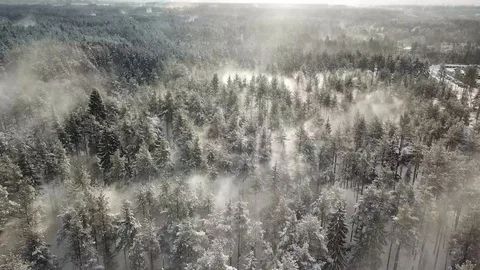 Windy winter forest in Saint Petersburg, Russia Stock Footage