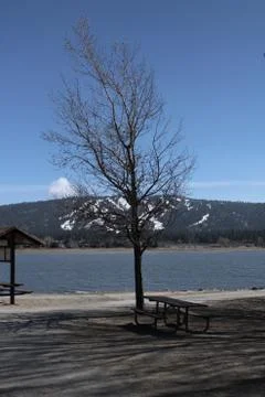 Windy Winter Tree 写真素材