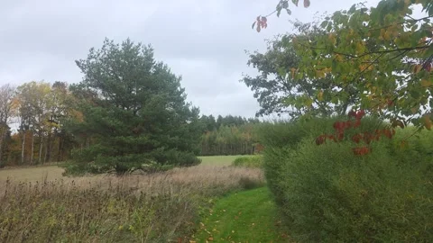 Windy Woods Canopy Stock Footage 347785297