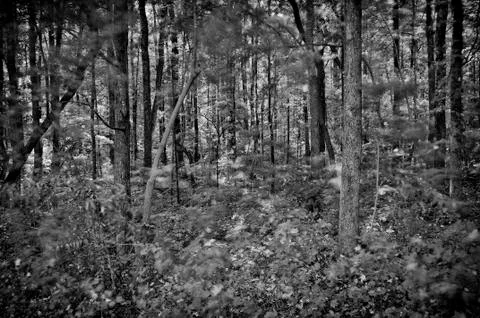 Windy woods Stock Photos