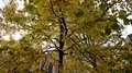 Windy yellow leafes autumn colors close up in Brunswick city - Braunschweig 4k or 4k+ Resolution