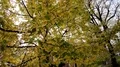 Windy yellow leafes autumn colors close up in Brunswick city - Braunschweig 4k or 4k+ Resolution