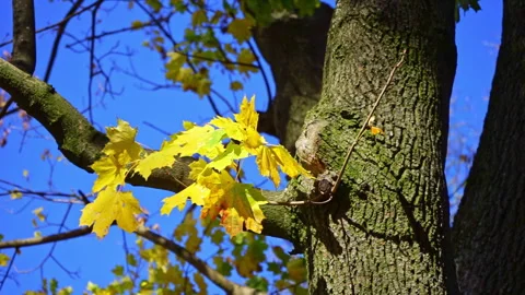 Windy yellow maple leaves on blue sky background. Close up Stock Footage 280544850