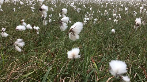 WindyCottonflowerPlants Video stock 91364054