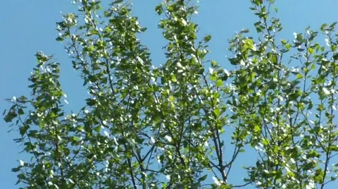 Windyday Stock Footage 397175