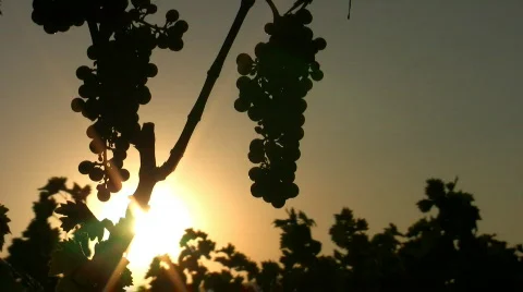 Wine 01 스톡 동영상 81955