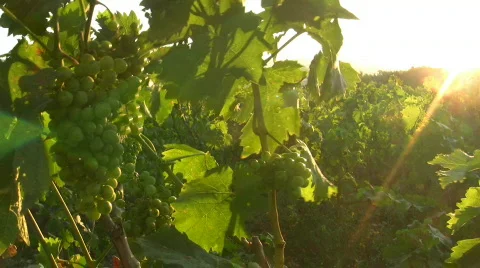 Wine 02 스톡 동영상 81975