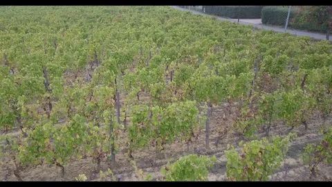 Wine aerial 스톡 동영상 81957656