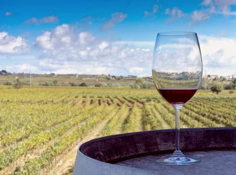 Wine and vineyard Stock Photos