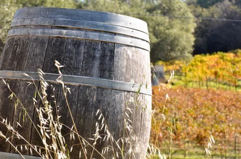 Wine barrel in fall Fotos de archivo